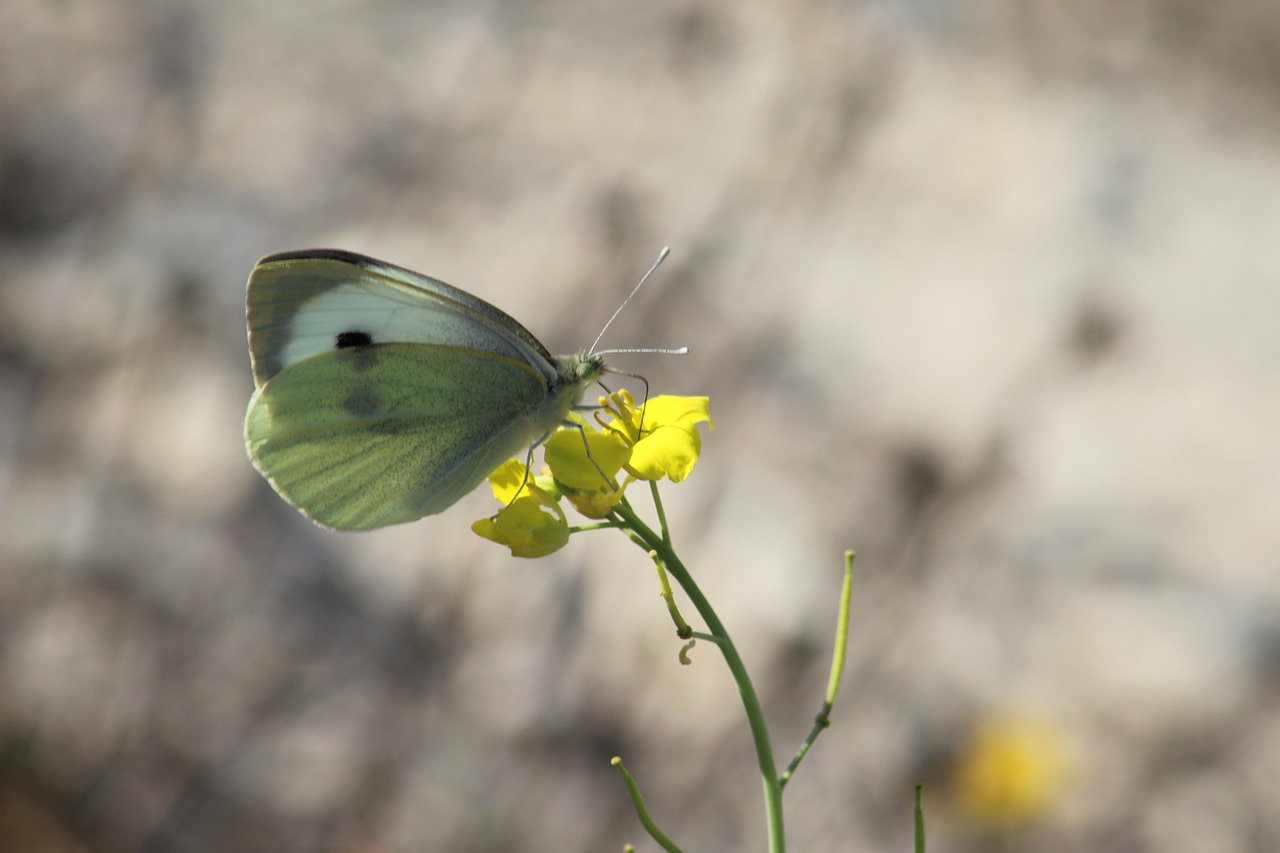 nature insect butterfly free photo