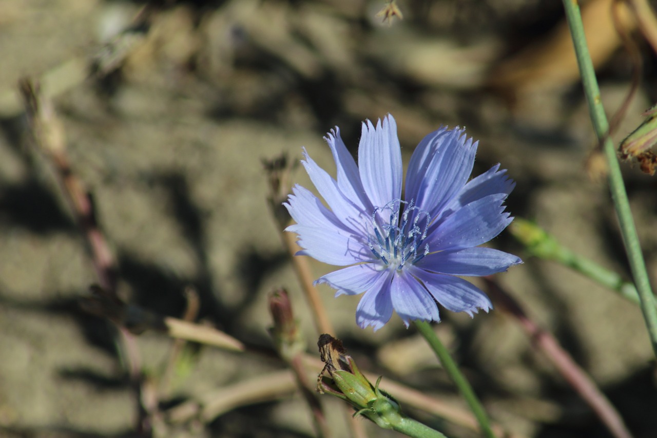 nature plant outdoors free photo