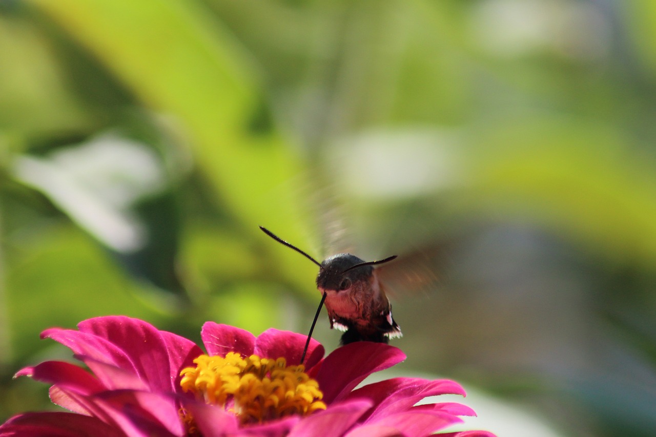 nature flower insect free photo