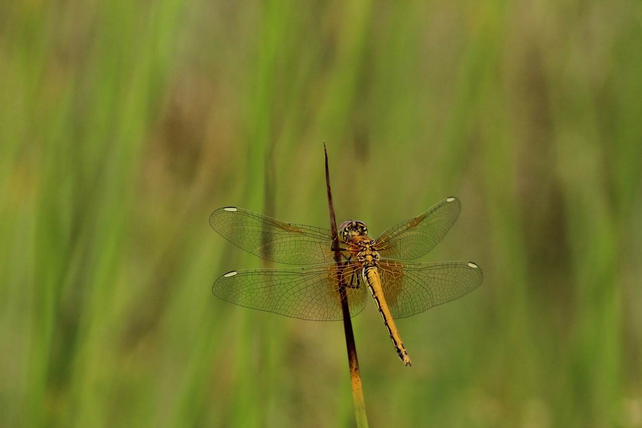 nature insect grass free photo