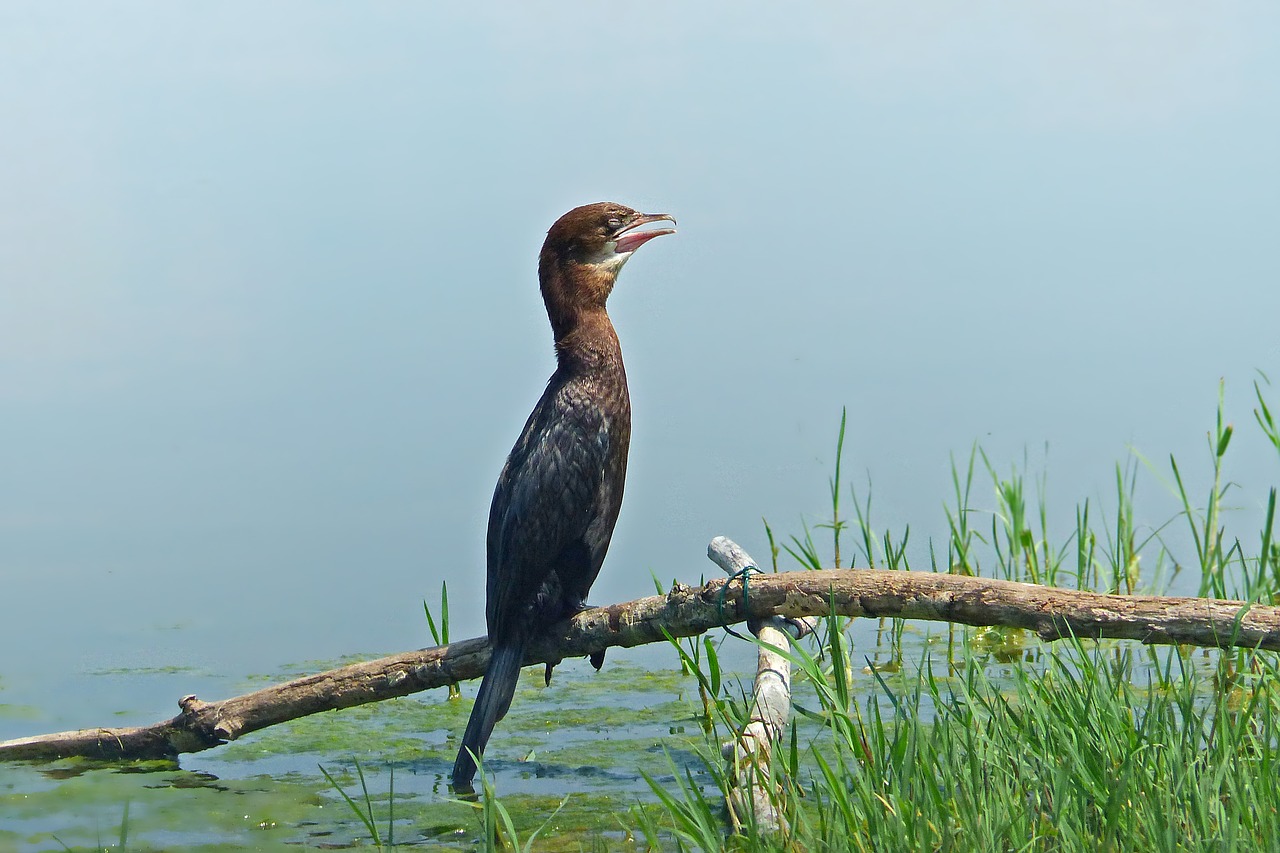 nature bird cormorant free photo