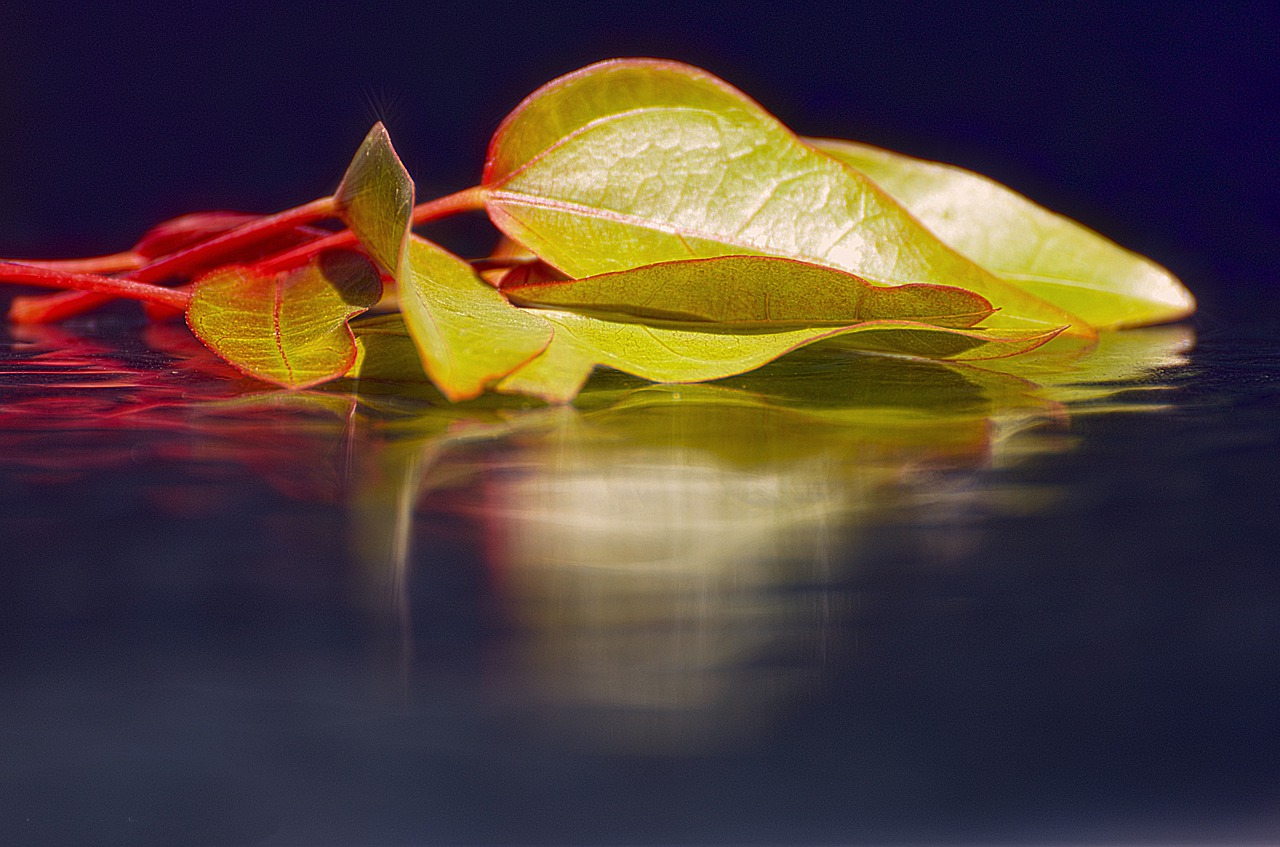 nature leaf desktop free photo