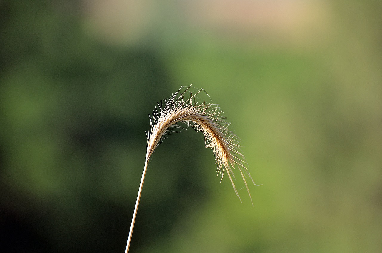 nature outdoors summer free photo