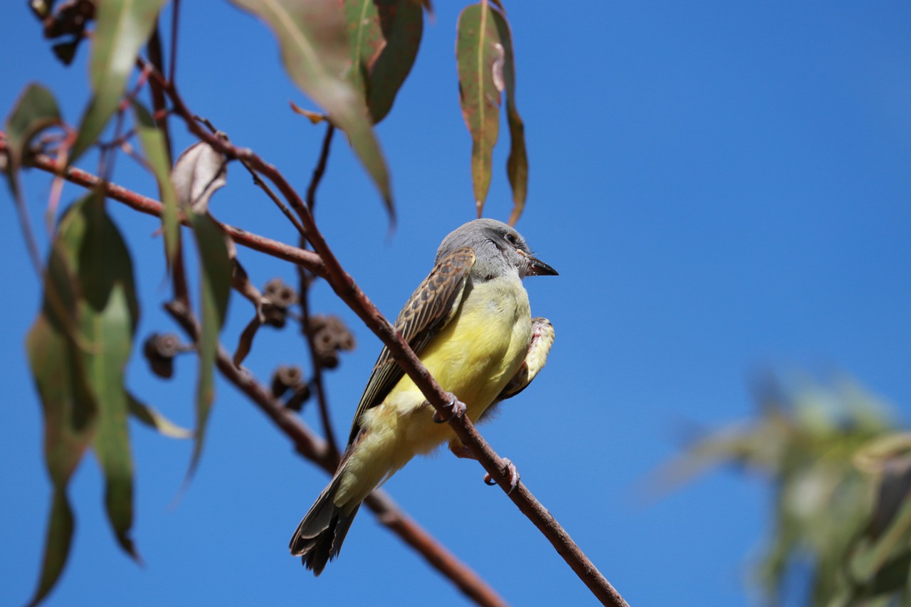 nature birds outdoors free photo