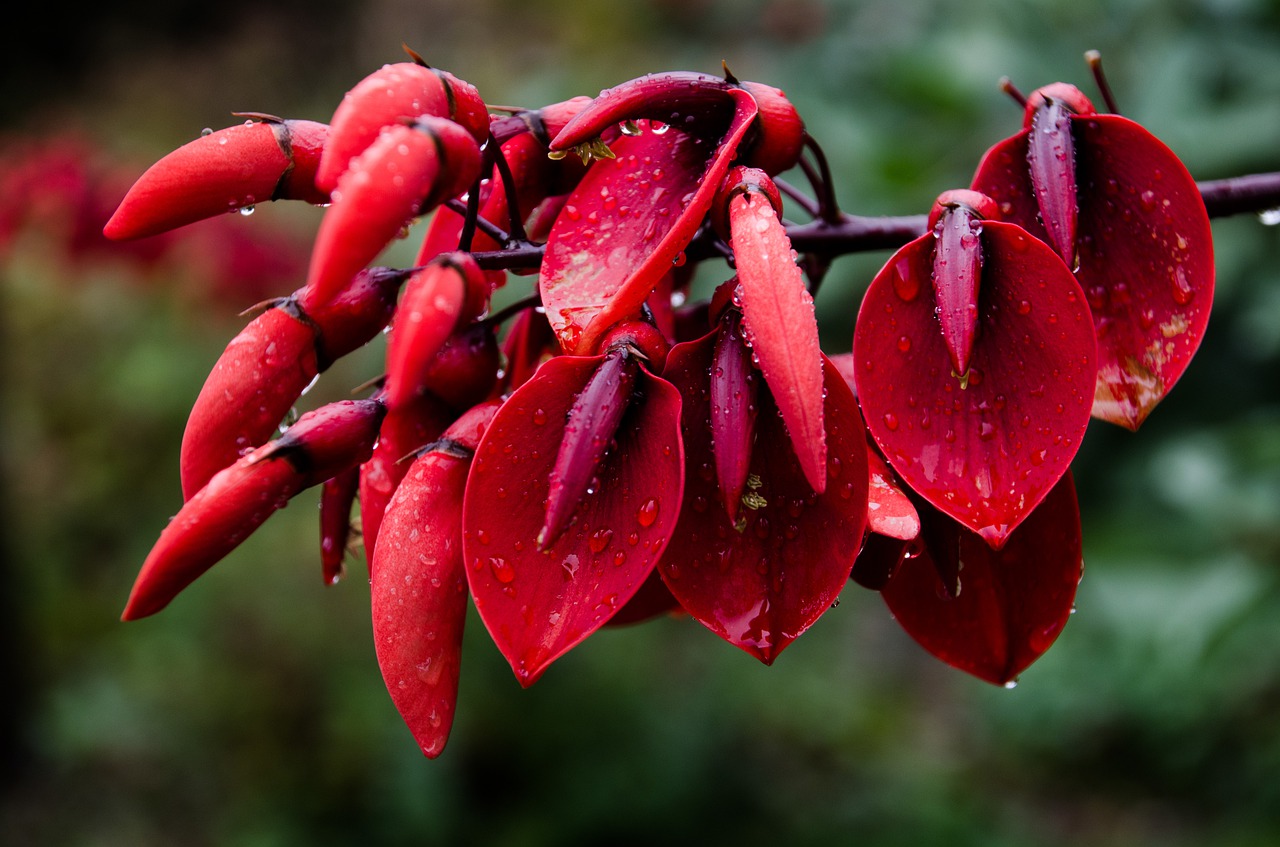 nature fruit plant free photo