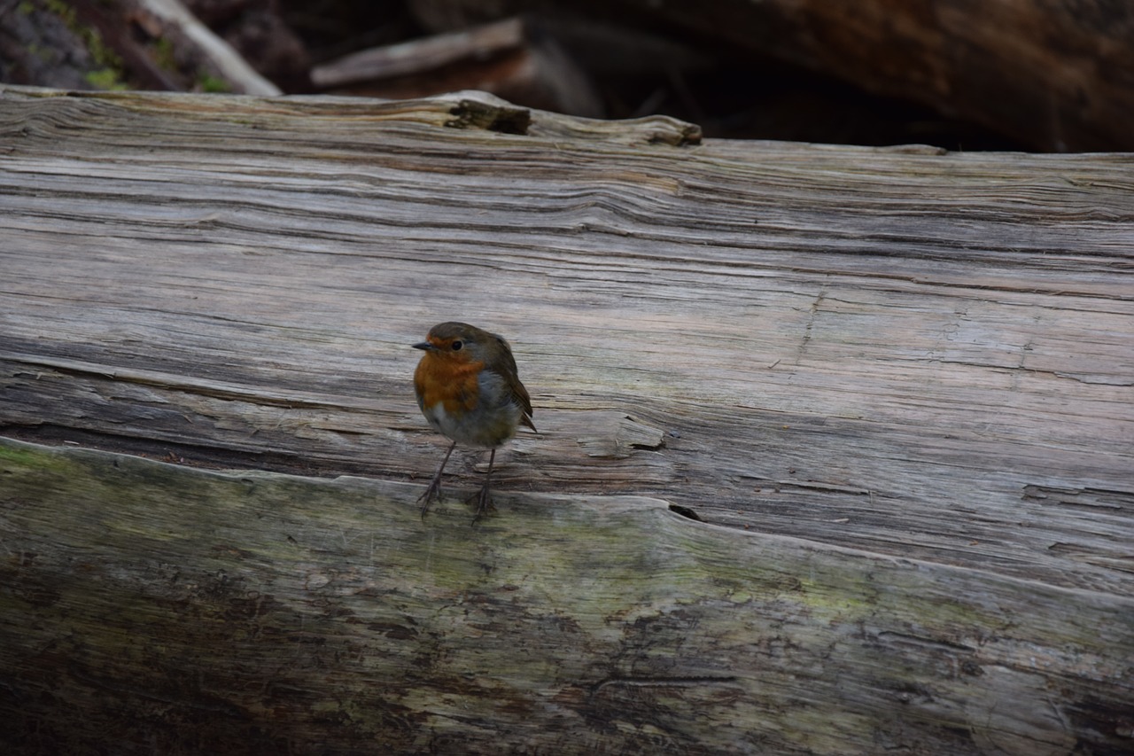 nature bird wood free photo