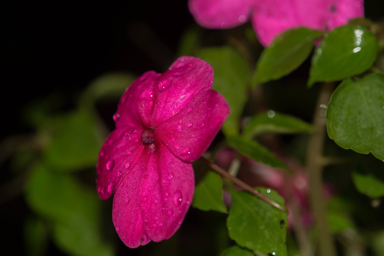 nature flower flora free photo