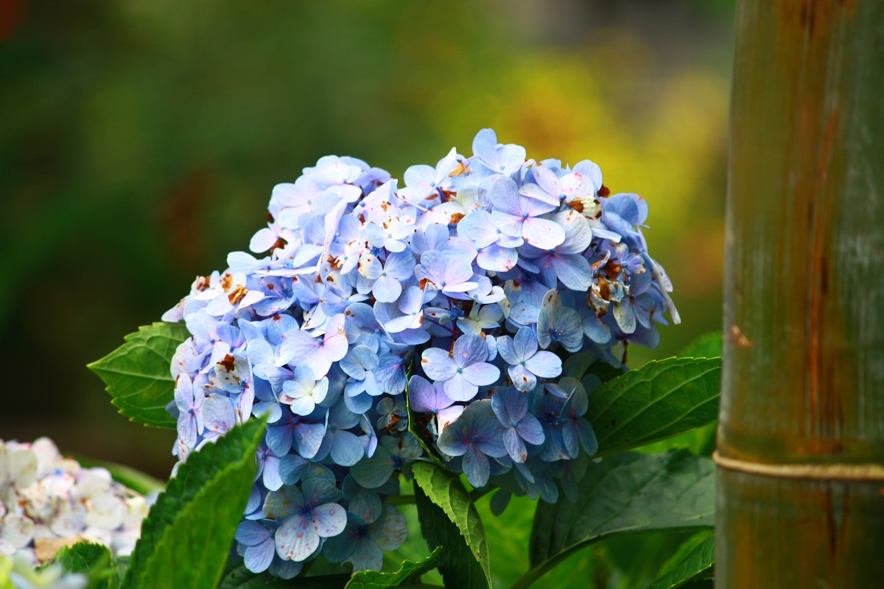 nature flower leaf free photo