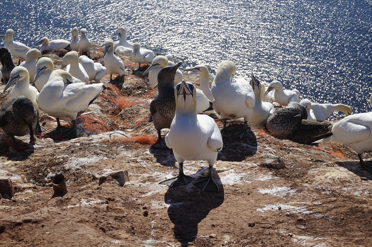 nature bird waters free photo