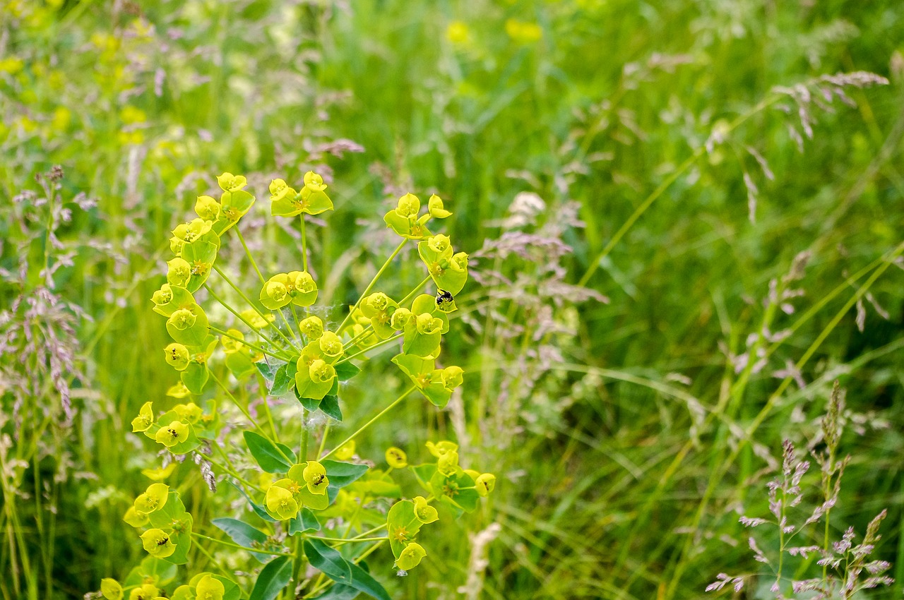 nature plant summer free photo