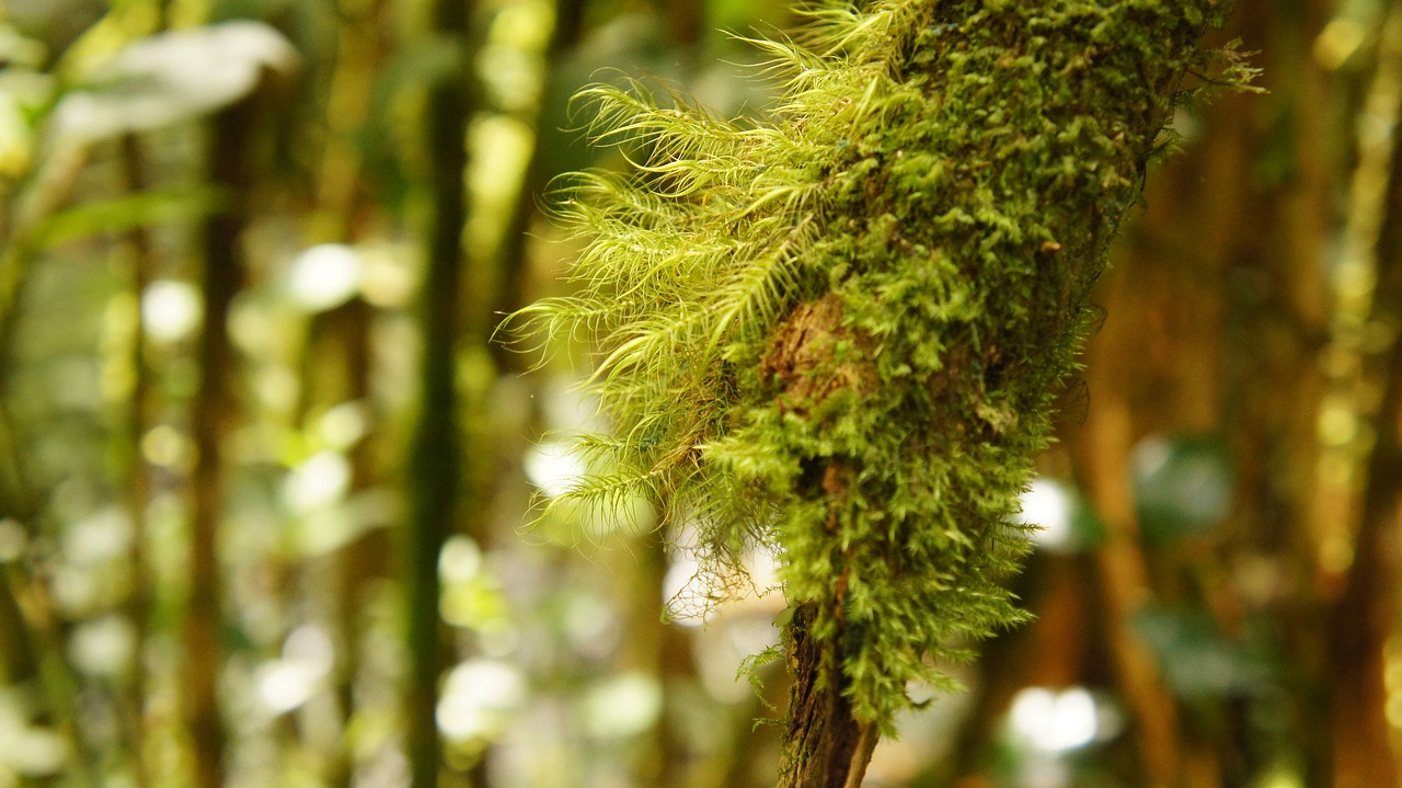 nature leaf flora free photo