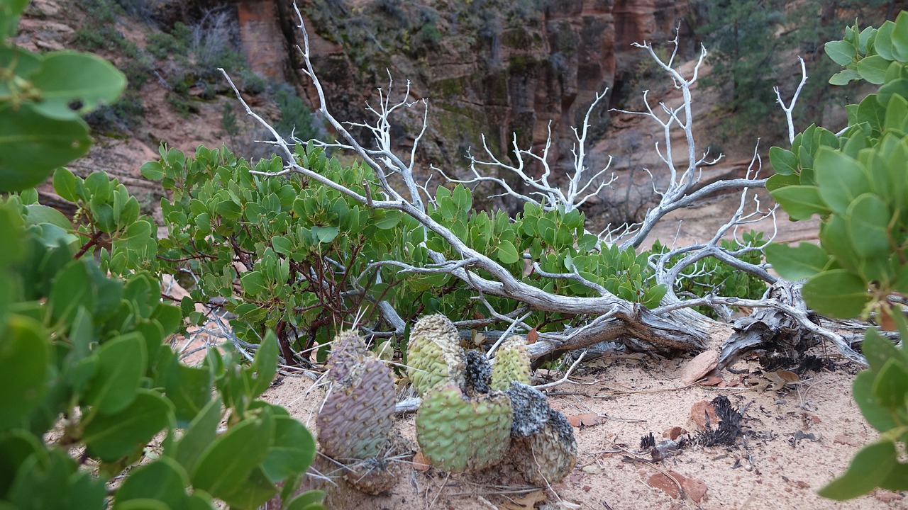 nature plant cactus free photo