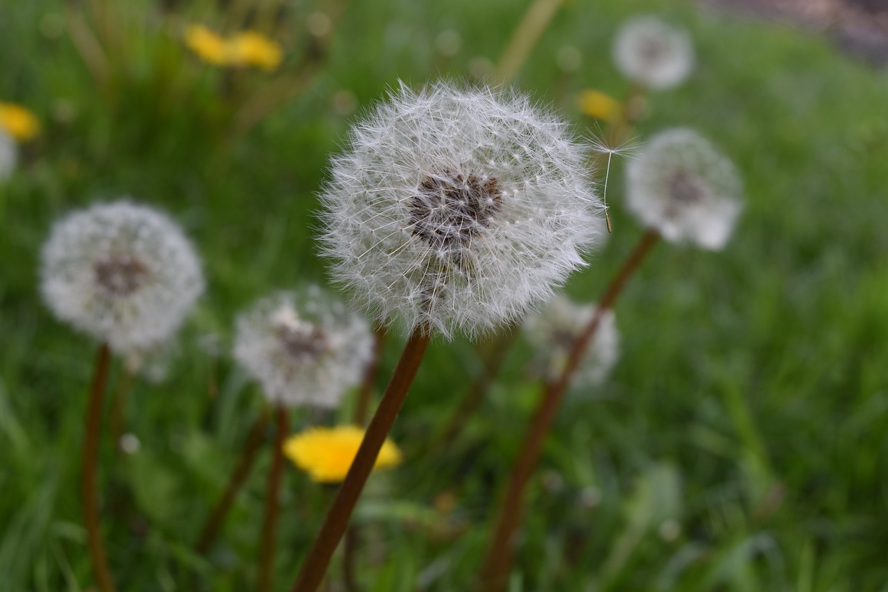 nature lawn summer free photo