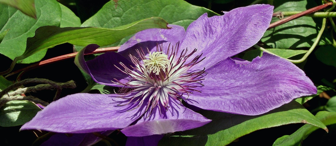 nature flower clematis free photo