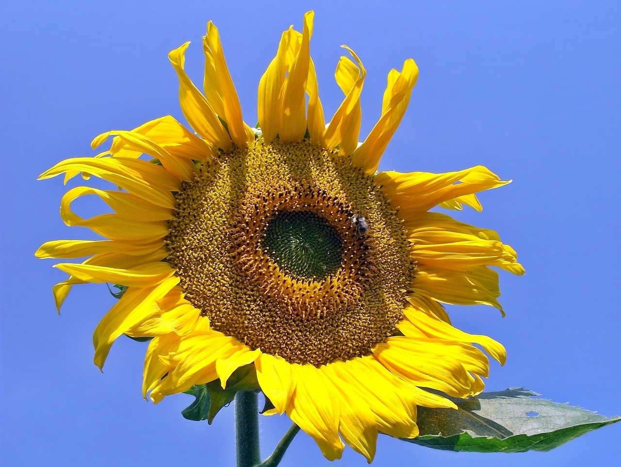 nature flower plant free photo