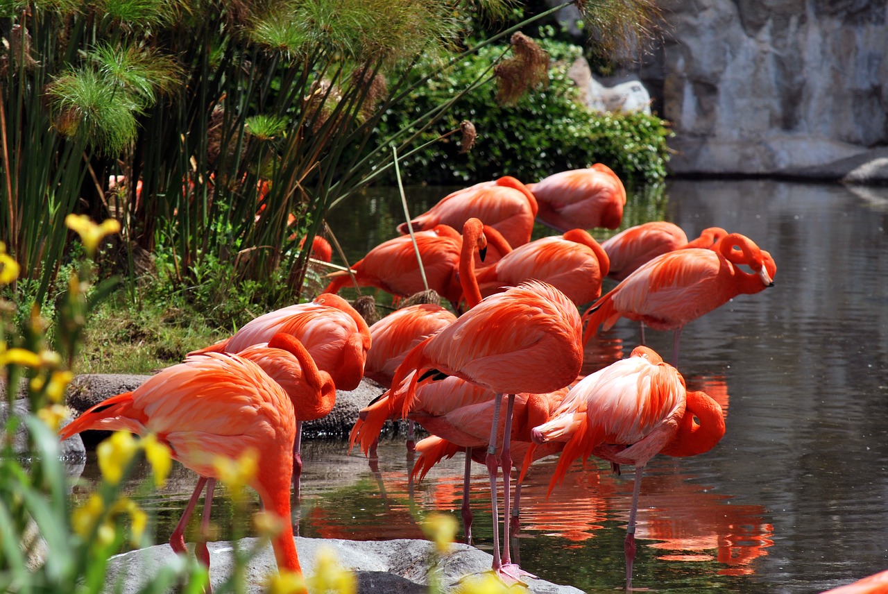 nature garden tropical free photo