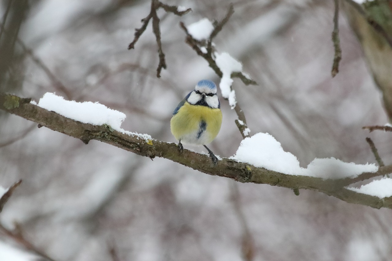 nature tree bird free photo