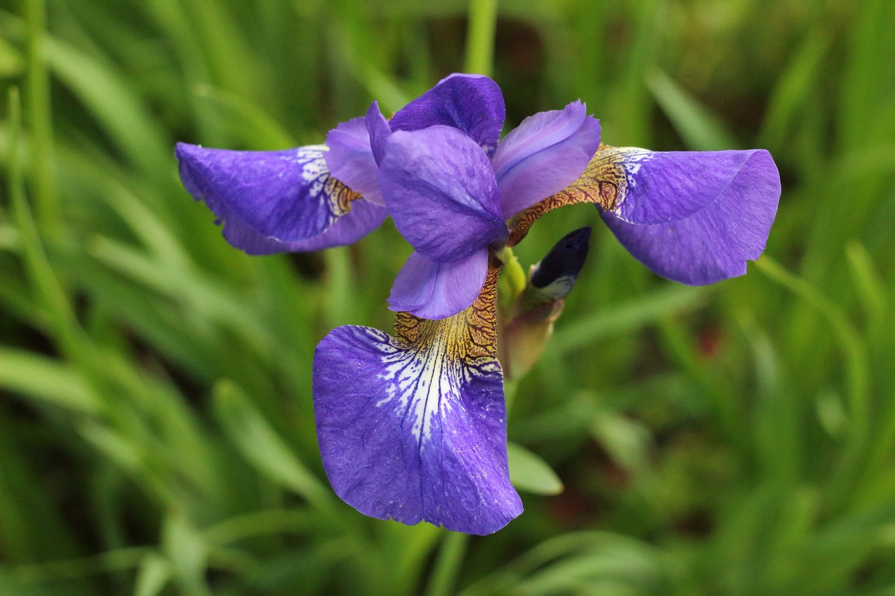 nature plant flower free photo