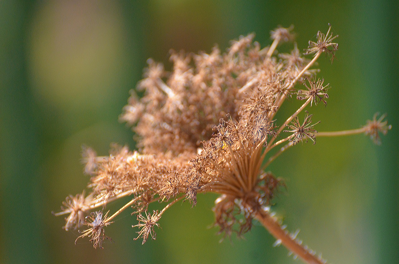 nature flora flower free photo