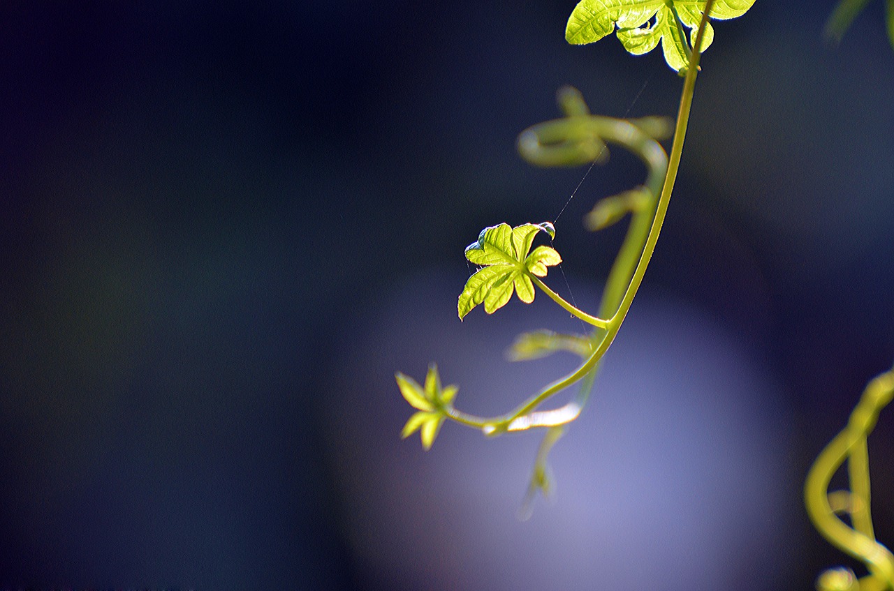 nature flower flora free photo