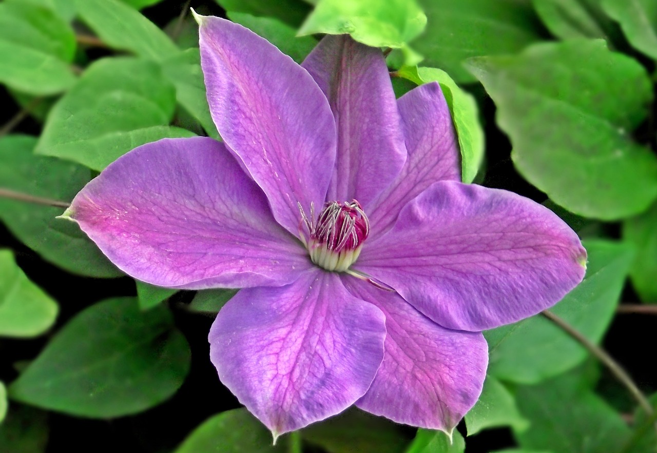 nature flower clematis free photo