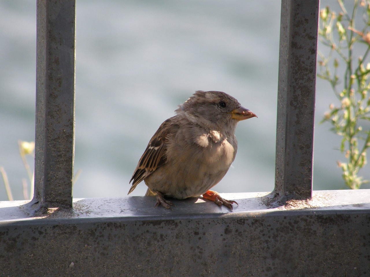 nature outdoors little bird free photo