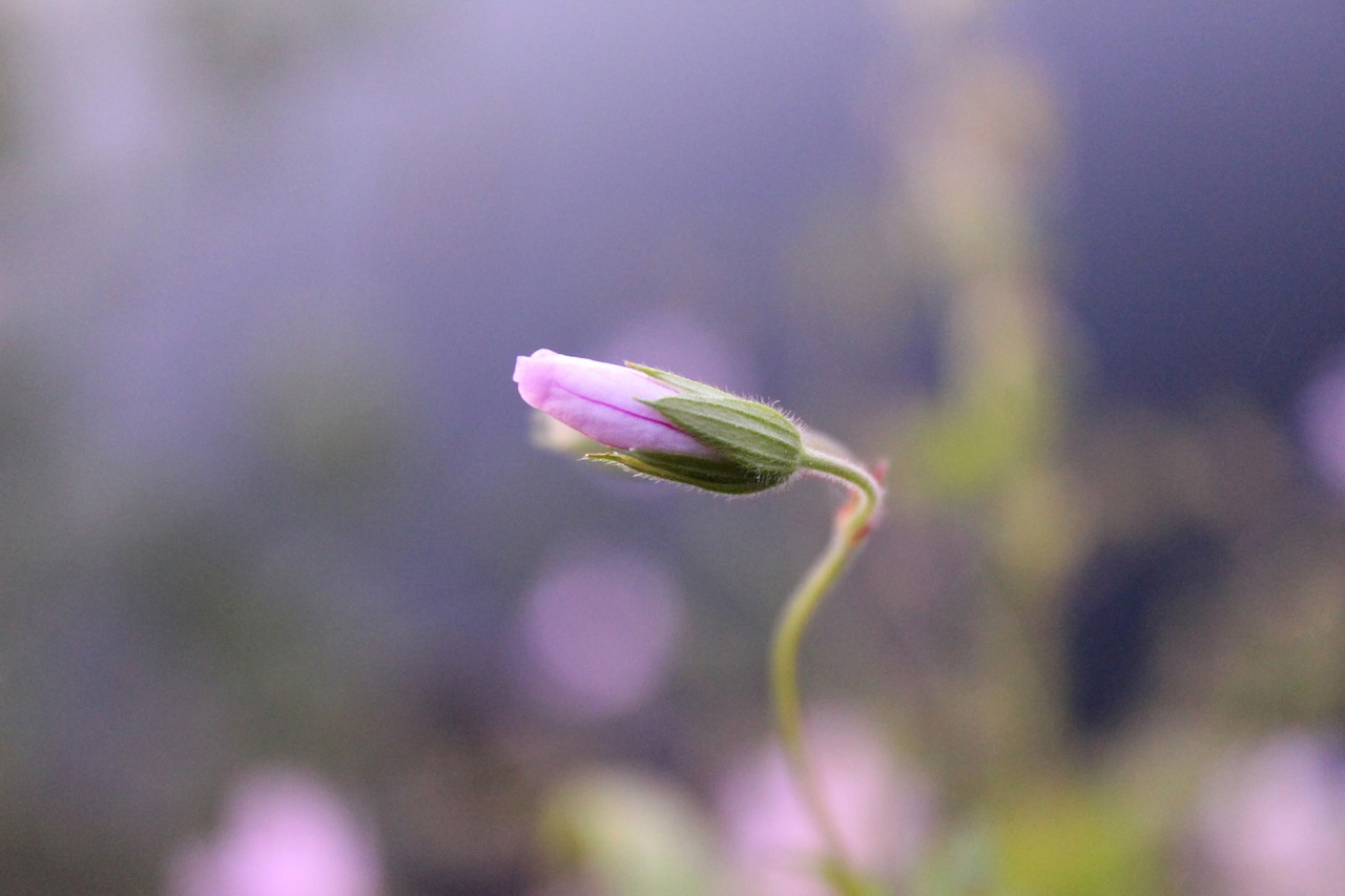 nature flower macro free photo