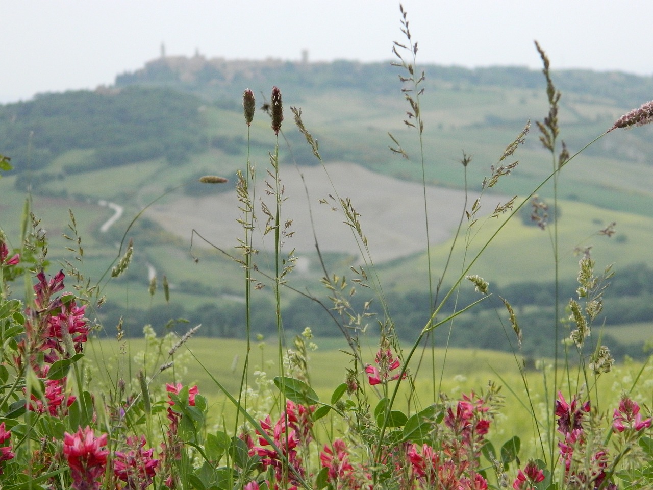 nature summer field free photo