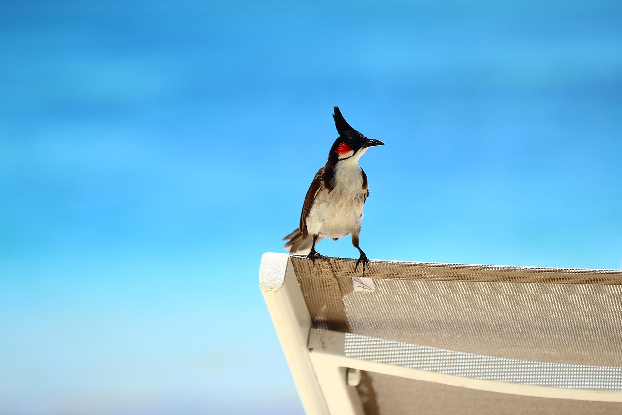 nature sky bird free photo