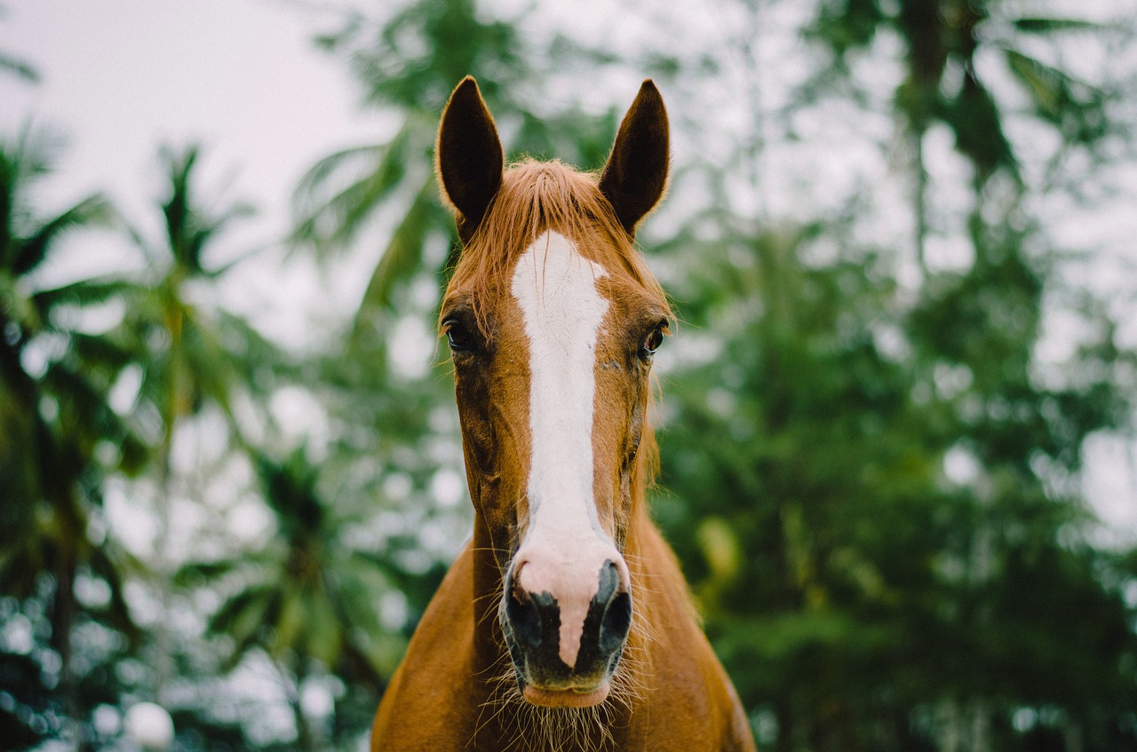 nature outdoors animal free photo