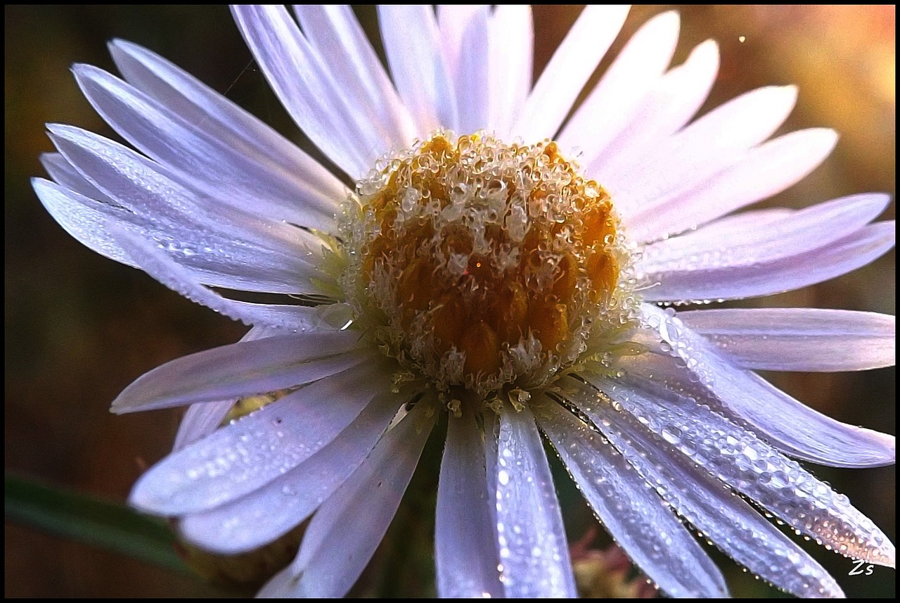 nature flower macro free photo