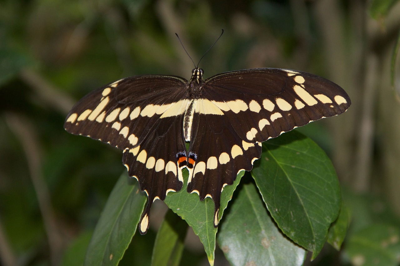 nature insect butterfly free photo