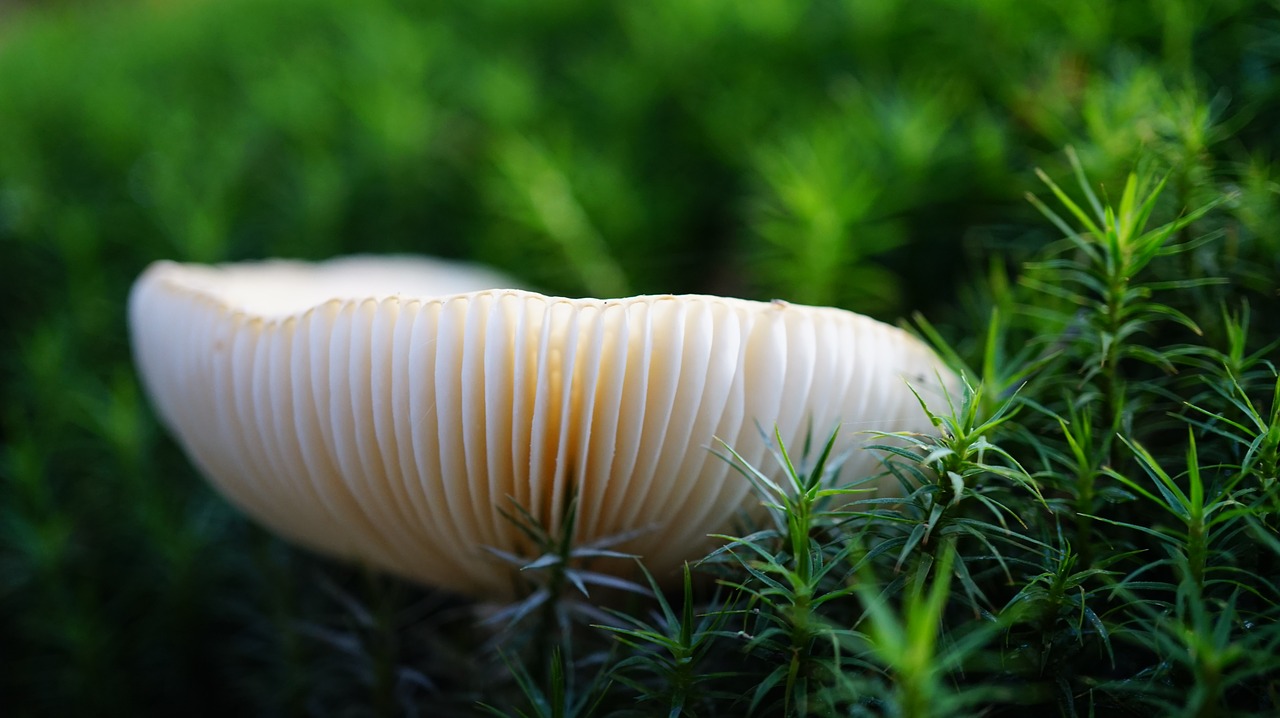 nature mushroom grass free photo