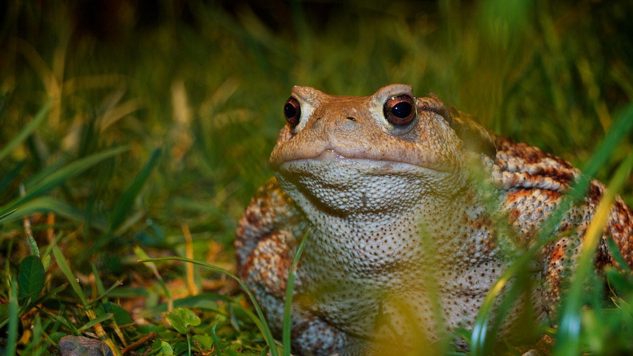 nature animals a toad free photo