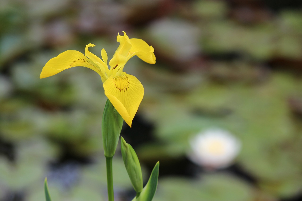 nature flower plant free photo