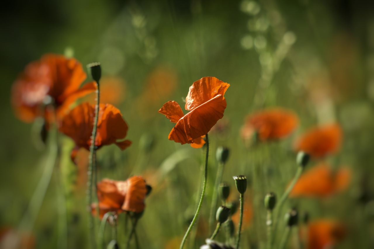 nature flower flora free photo