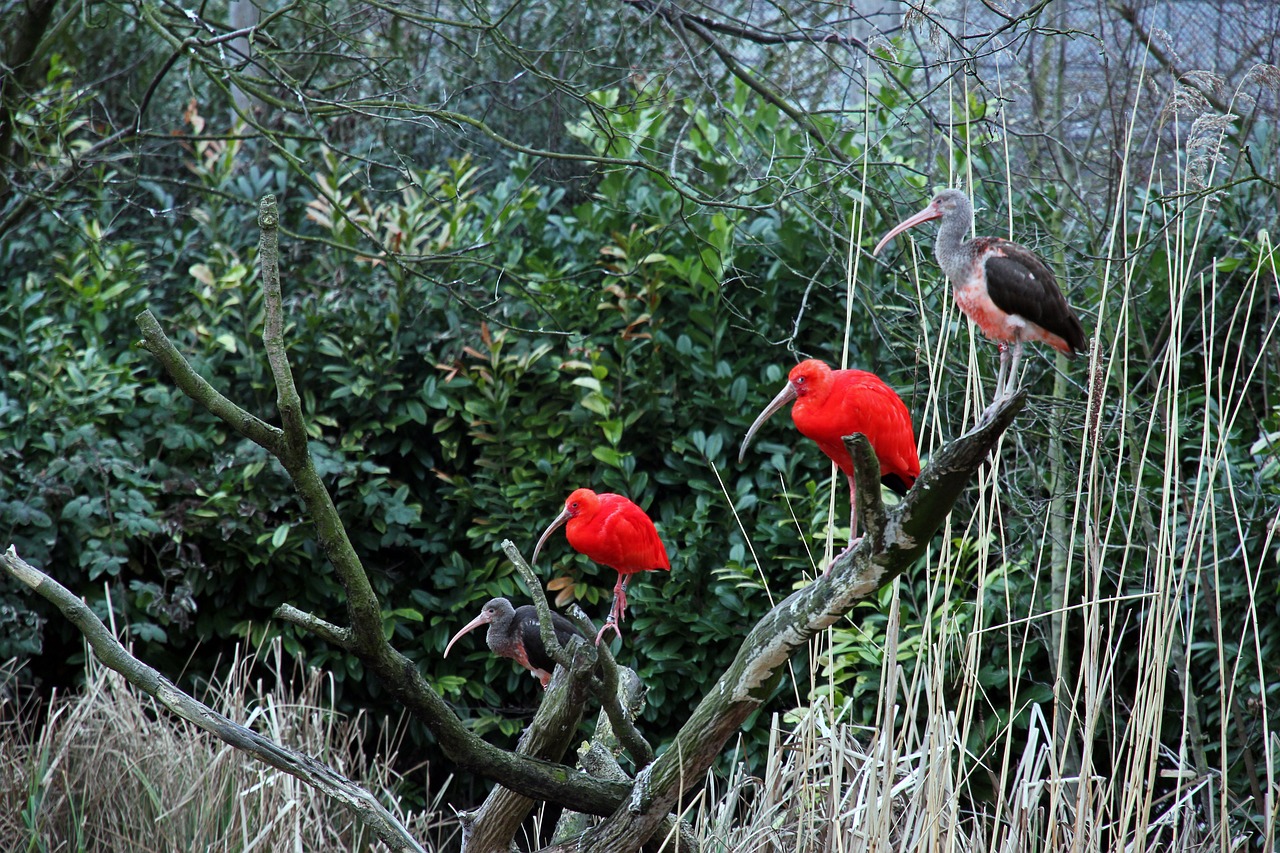 nature outdoor red free photo