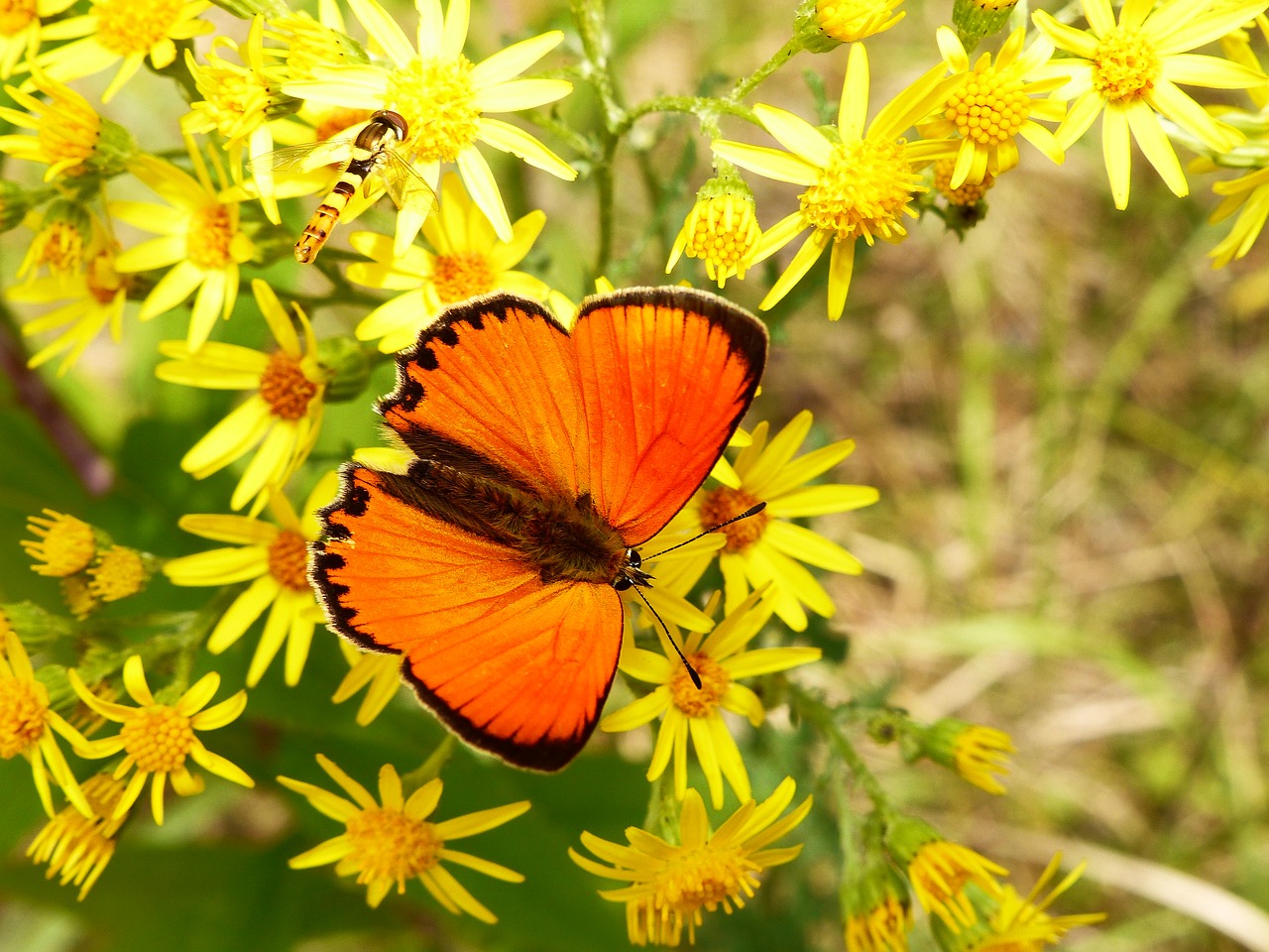 nature flower plant free photo