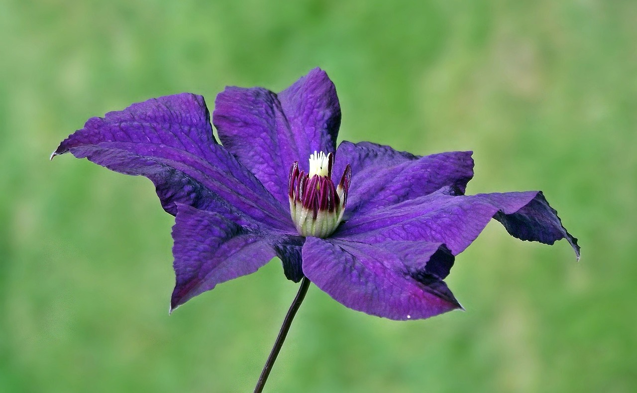 nature flower clematis free photo