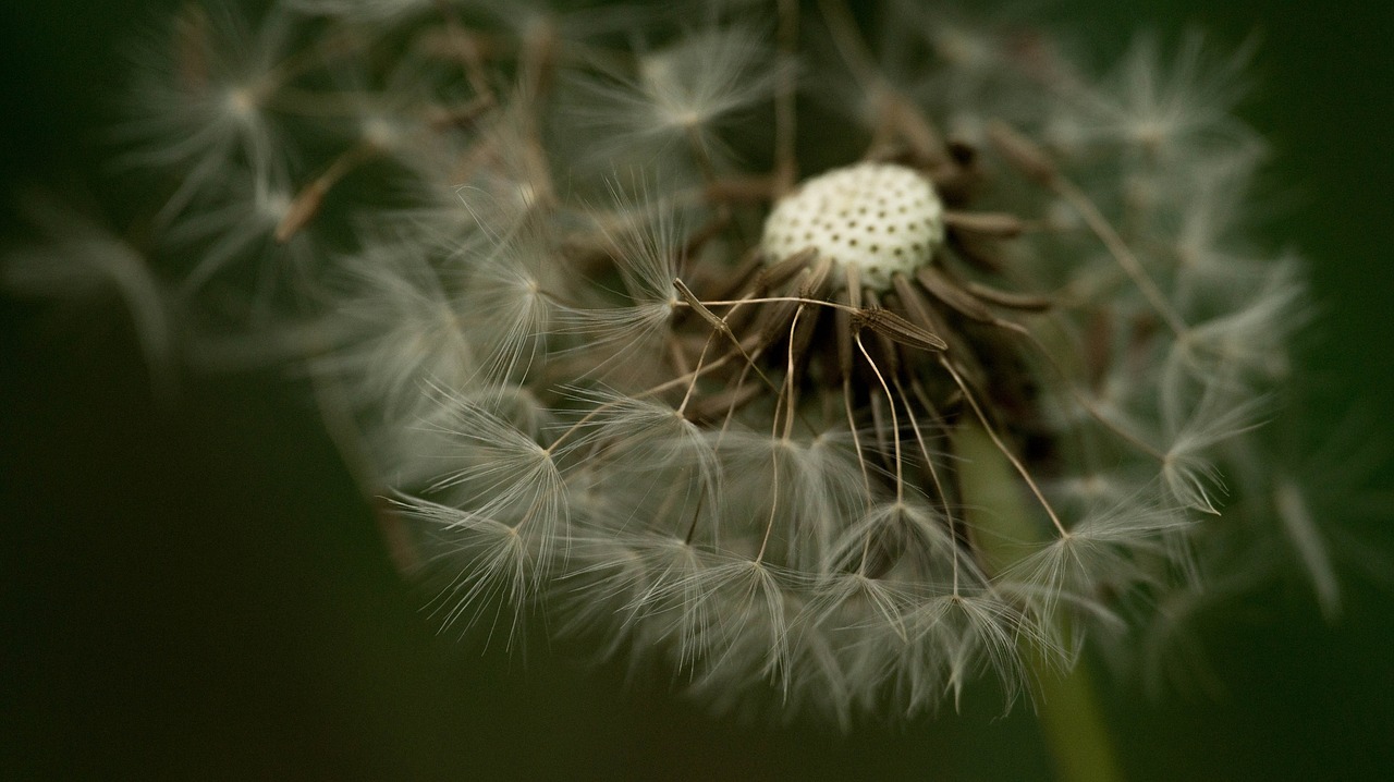 nature plant growth free photo