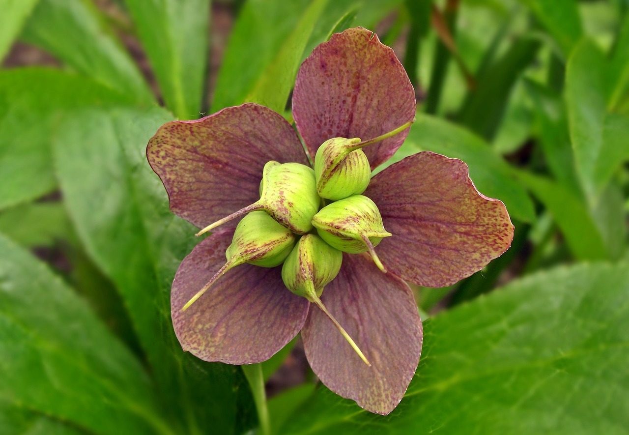 Hellebore листья