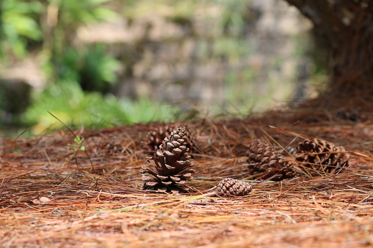 nature wood outdoors free photo