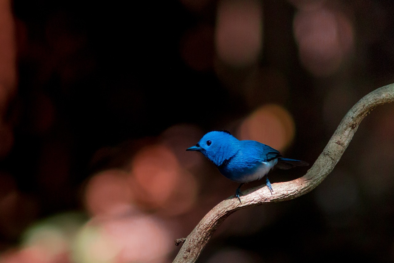 nature the birds catch the insects phetchaburi free photo