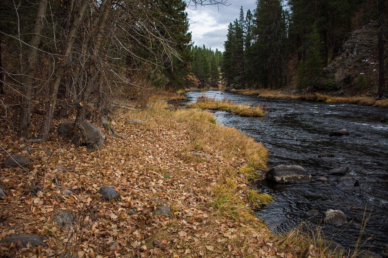 nature wood water free photo