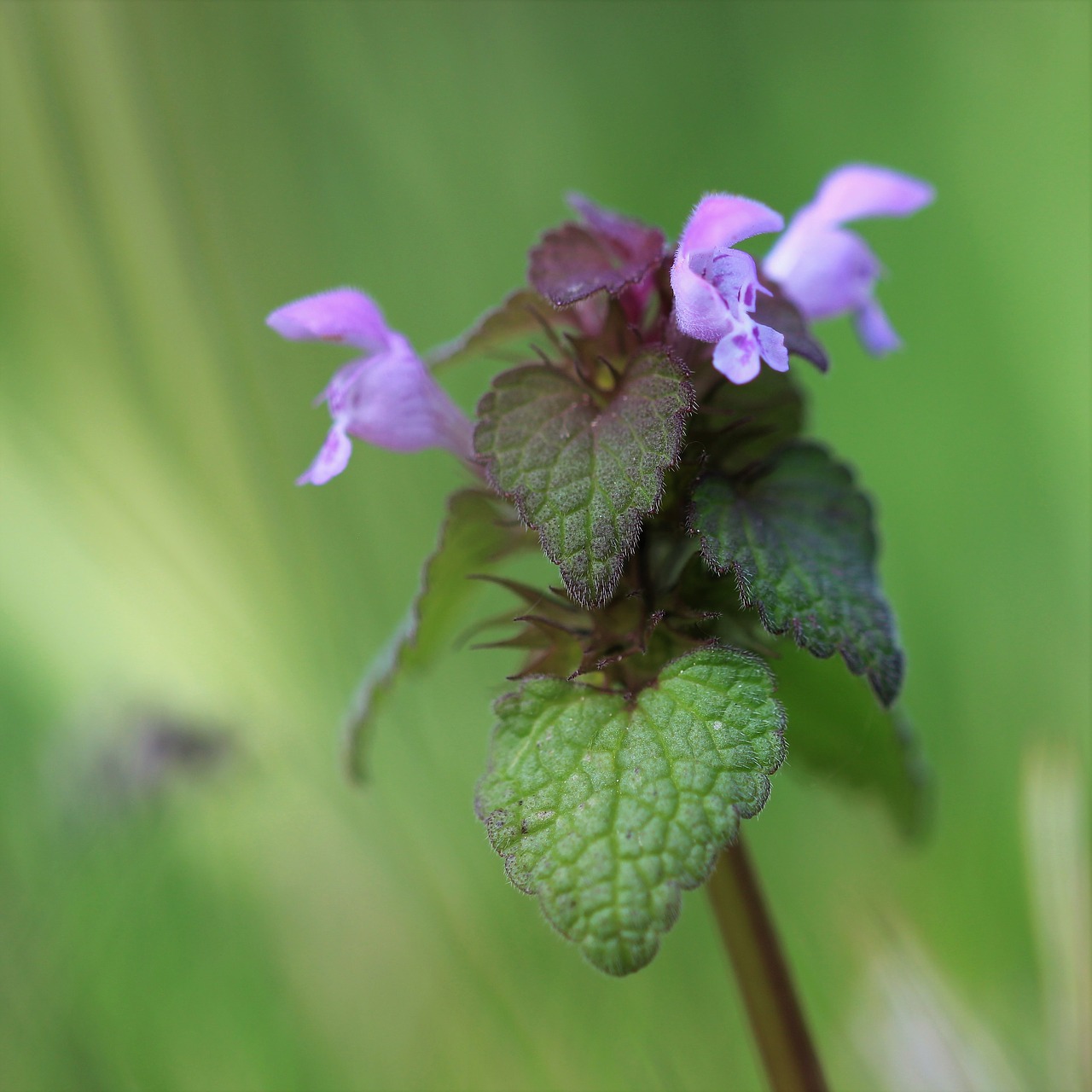 nature flower plant free photo