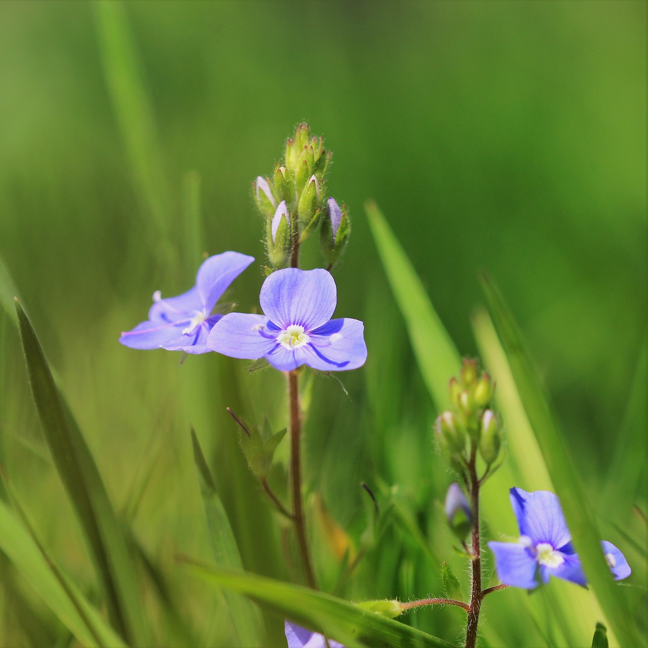 nature flower plant free photo