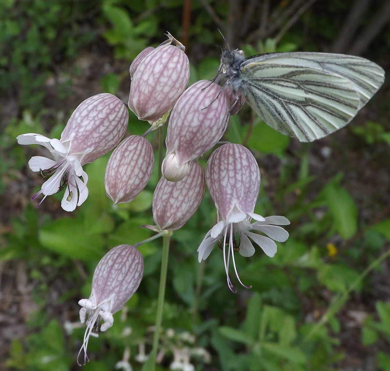 nature flower plant free photo