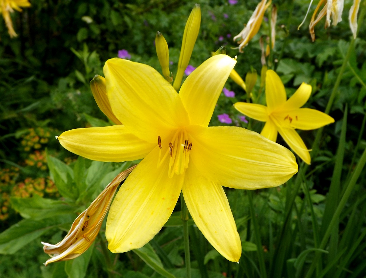 nature flower plant free photo