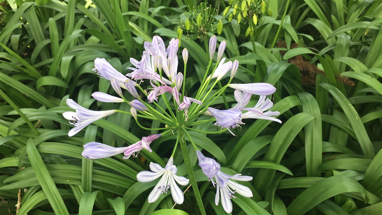 nature plant summer free photo