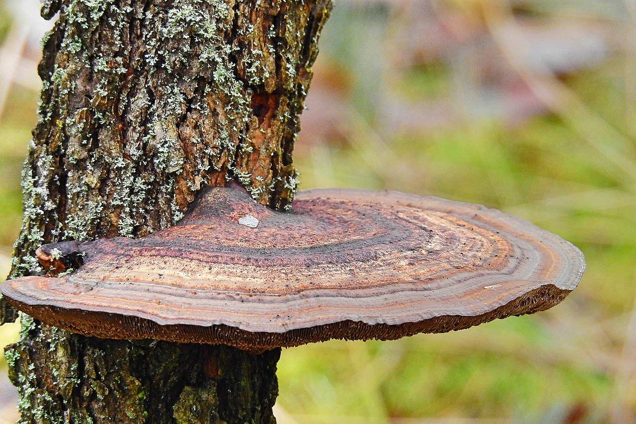 nature tree mushroom free photo